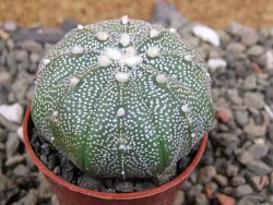 Astrophytum X Super Kabuto pot 5,5 cm - 12401095