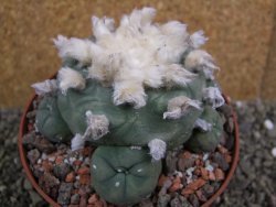 Lophophora difusa XXl pot 12 cm - 12401096