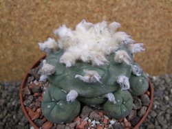 Lophophora difusa XXl pot 12 cm - 12401097