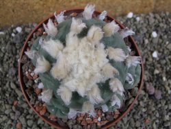 Lophophora difusa XXl pot 12 cm - 12401099