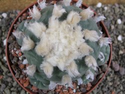 Lophophora difusa XXl pot 12 cm - 12401100