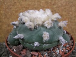 Lophophora difusa XXl pot 12 cm - 12401101