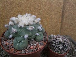 Lophophora difusa XXl pot 12 cm - 12401102