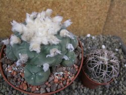 Lophophora difusa XXl pot 12 cm - 12401103