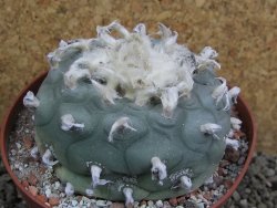 Lophophora difusa XXl pot 12 cm - 12401105