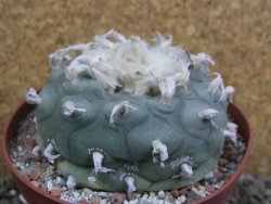 Lophophora difusa XXl pot 12 cm - 12401106