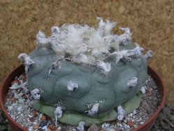 Lophophora difusa XXl pot 12 cm - 12401107