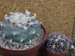 Lophophora difusa XXl pot 12 cm - 12401108