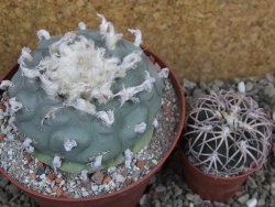 Lophophora difusa XXl pot 12 cm - 12401109