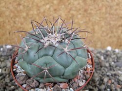 Coryphantha poselgeriana, pot 8 cm - 12401110