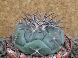 Coryphantha poselgeriana, pot 8 cm - 12401112