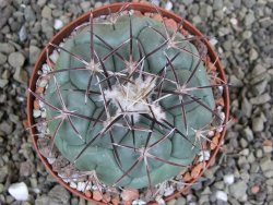 Coryphantha poselgeriana, pot 8 cm - 12401113