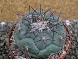 Coryphantha poselgeriana, pot 8 cm - 12401114