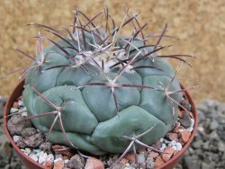 Coryphantha poselgeriana, pot 8 cm - 12401115