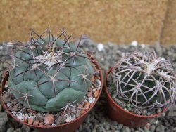 Coryphantha poselgeriana, pot 8 cm - 12401116