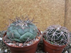 Coryphantha poselgeriana, pot 8 cm - 12401117