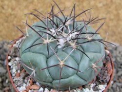 Coryphantha poselgeriana, pot 8 cm - 12401119