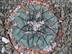 Coryphantha poselgeriana, pot 8 cm - 12401121