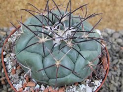 Coryphantha poselgeriana, pot 8 cm - 12401122