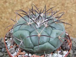 Coryphantha poselgeriana, pot 8 cm - 12401123