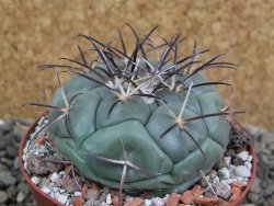 Coryphantha poselgeriana, pot 8 cm - 12401124