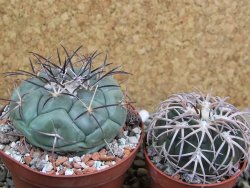 Coryphantha poselgeriana, pot 8 cm - 12401125