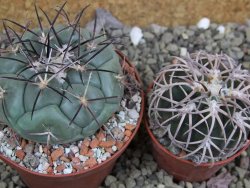 Coryphantha poselgeriana, pot 8 cm - 12401126