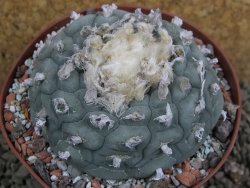 Lophophora fricii Viesca pot 10 cm - 12401127