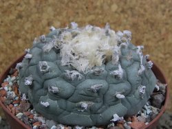 Lophophora fricii Viesca pot 10 cm - 12401129