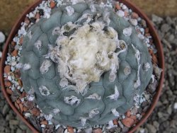 Lophophora fricii Viesca pot 10 cm - 12401130