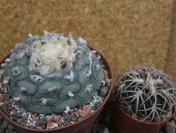 Lophophora fricii Viesca pot 10 cm - 12401131