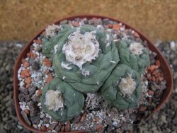 Lophophora fricii Viesca pot 10 cm - 12401133