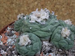 Lophophora fricii Viesca pot 10 cm - 12401135