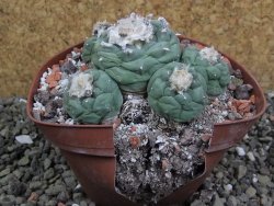 Lophophora fricii Viesca pot 10 cm - 12401136