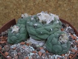 Lophophora fricii Viesca pot 10 cm - 12401137