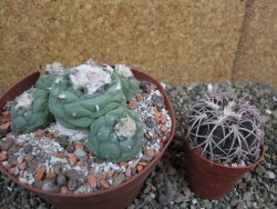 Lophophora fricii Viesca pot 10 cm - 12401138