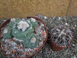 Lophophora fricii Viesca pot 10 cm - 12401139