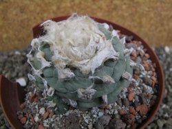 Lophophora fricii Viesca pot 10 cm - 12401140