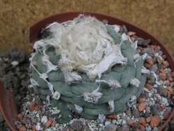 Lophophora fricii Viesca pot 10 cm - 12401141