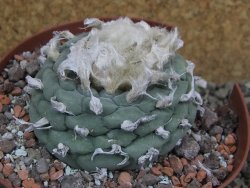 Lophophora fricii Viesca pot 10 cm - 12401143