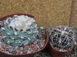 Lophophora fricii Viesca pot 10 cm - 12401144