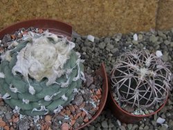 Lophophora fricii Viesca pot 10 cm - 12401145