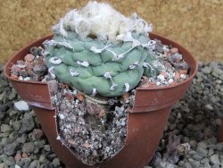 Lophophora fricii Viesca pot 10 cm - 12401146