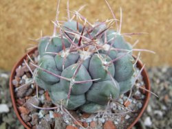 Thelocactus hexaedrophorus major pot 9 cm - 12401147