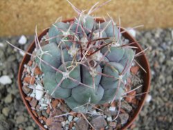 Thelocactus hexaedrophorus major pot 9 cm - 12401149