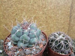 Thelocactus hexaedrophorus major pot 9 cm - 12401150