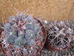 Thelocactus hexaedrophorus major pot 9 cm - 12401151