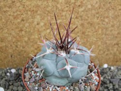 Thelocactus hexaedrophorus MH 133 La Perdida pot 10 cm - 12401153