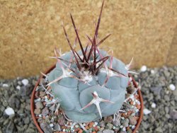 Thelocactus hexaedrophorus MH 133 La Perdida pot 10 cm - 12401154