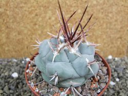 Thelocactus hexaedrophorus MH 133 La Perdida pot 10 cm - 12401155